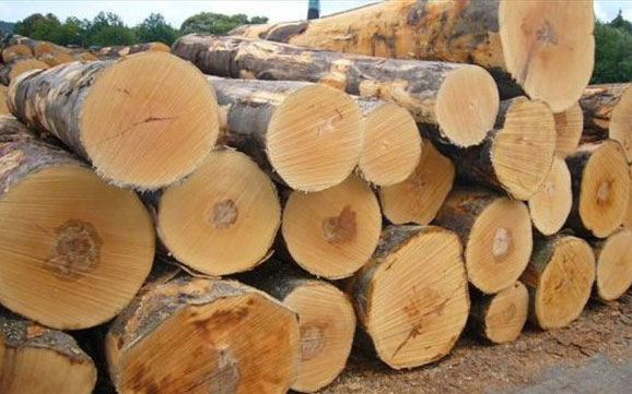 Danh mục các loại gỗ đã nhập khẩu vào Việt Nam 1 042ca3853fc3d69d8fd2 qttx 1211