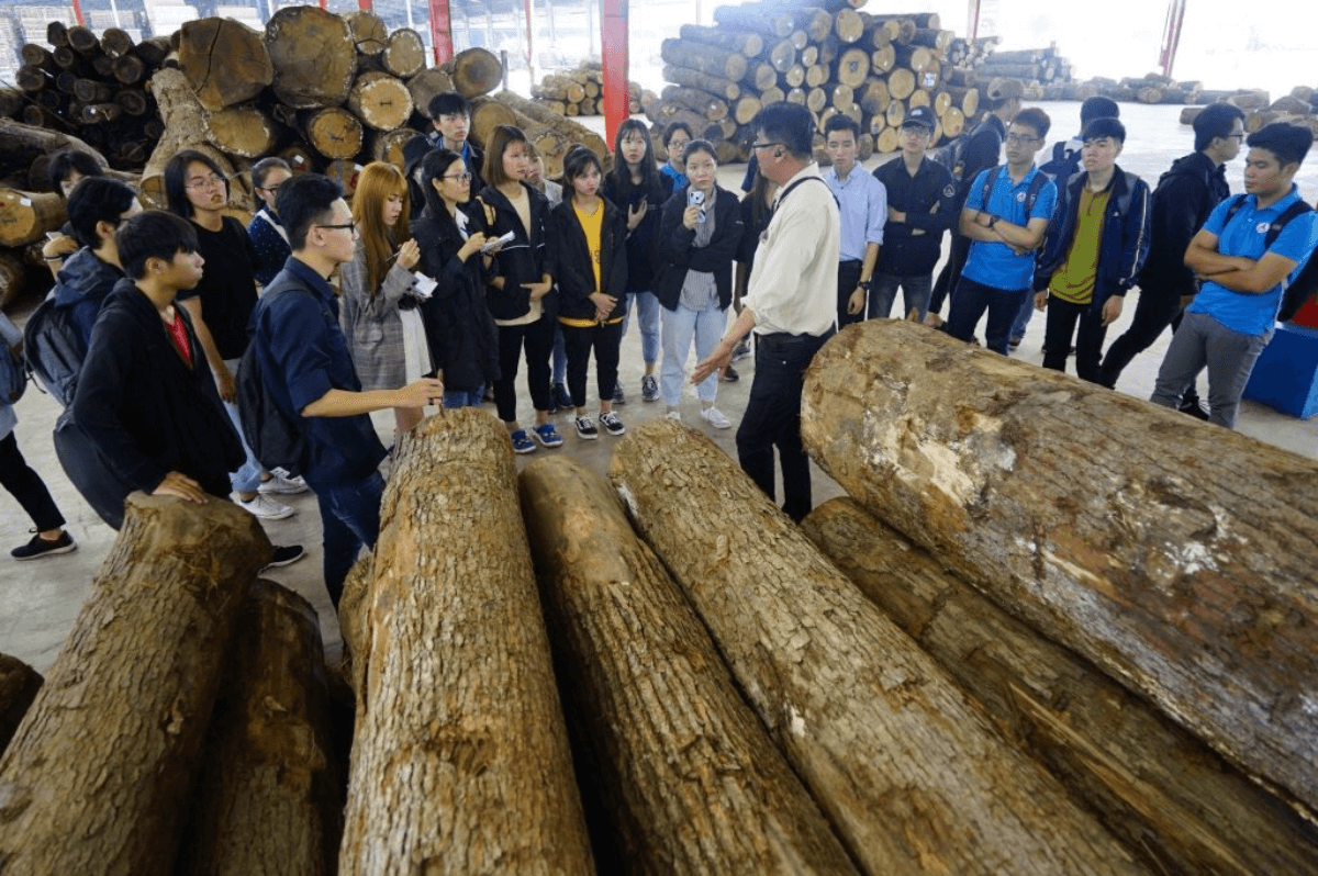TAVICO – Đơn vị tài trợ vật liệu chính thức đồng hành cùng HMA 2025 2 tavico don vi tai tro vat lieu go chinh thuc dong hanh cung hma 2025 2