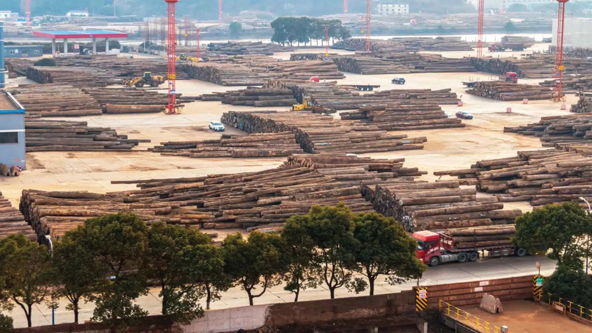 31 Đường đi mới của gỗ Hoa Kỳ