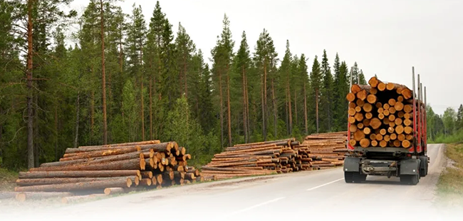 Thông tin chuyên ngành gỗ - Quyền lợi Hội viên HAWA