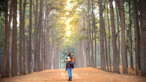 Female explores backpack through beautiful pine forest. Female Traveler with backpack and straw hat looking at tropical  pine forest