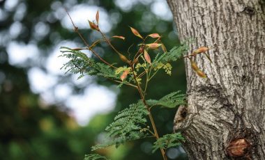 Peltophorum pterocarpum - a lush green avenue tree with bright yellow flowers and copper colored mature seeds.