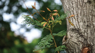 Peltophorum pterocarpum - a lush green avenue tree with bright yellow flowers and copper colored mature seeds.