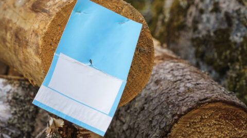 Empty blue and white card on a log, wood industry mockup.