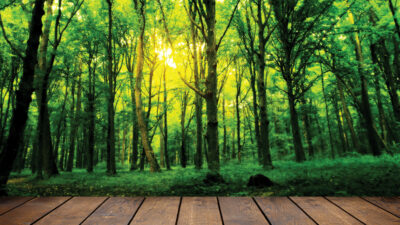 wood textured backgrounds in a room interior on the forest backgrounds