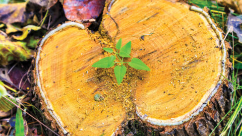 In autumn, old trees were just sawn off by gardeners. The sap was still flowing from the trunk. Creatively photographed small yellow flowers to commemorate life, and other plant leaves to show their contribution to other new lives.