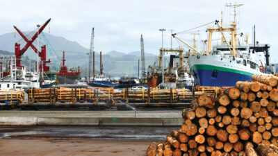 Lyttleton, New Zealand, November 21, 2019: Pinus radiata logs awaiting export line the wharf at Lyttleton harbour.