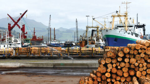Lyttleton, New Zealand, November 21, 2019: Pinus radiata logs awaiting export line the wharf at Lyttleton harbour.