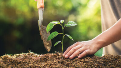 Planting trees growth passion fruit and hand Watering in nature Light and background