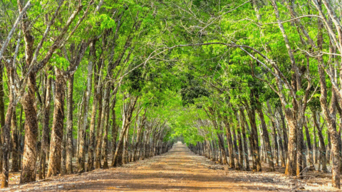 Báo cáo mới: Ngành cao su Việt Nam: Thực trạng và Giải pháp Phát triển bền vững.