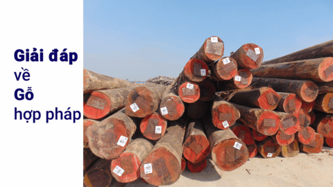 [Chuyên mục] Giải đáp về gỗ hợp pháp